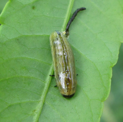 Calotheca