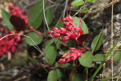 Gaultheria sclerophylla