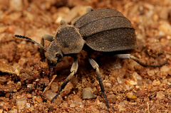 Somaticus