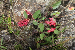 Gaultheria sclerophylla