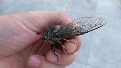 Cryptotympana atrata