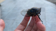 Cryptotympana atrata