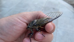 Cryptotympana atrata