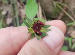 Potentilla thurberi