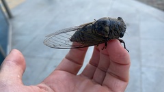 Cryptotympana atrata