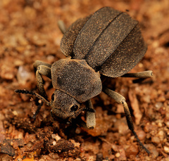 Somaticus