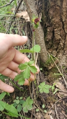 Potentilla thurberi