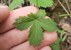 Potentilla thurberi