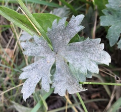 Erysiphe aquilegiae