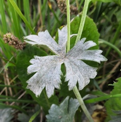 Erysiphe aquilegiae
