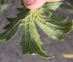 Erysiphe aquilegiae