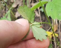 Potentilla thurberi