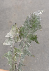 Podosphaera erigerontis-canadensis