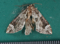 Eulithis xylina
