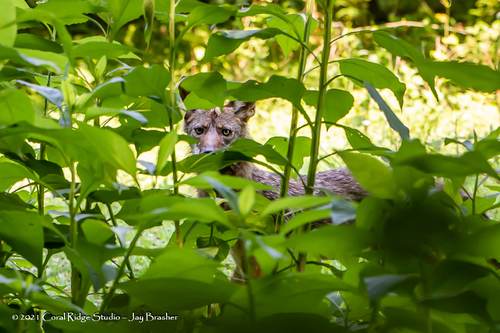 Coyote photographed in Tennessee