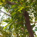 Ficus virens sublanceolata - Photo (c) Sunnetchan, algunos derechos reservados (CC BY-NC-ND), subido por Sunnetchan