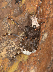 Eurymycter tricarinatus