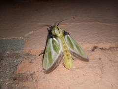 Parasa euchlora