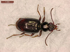 Bembidion normannum