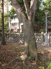 Ficus virens sublanceolata