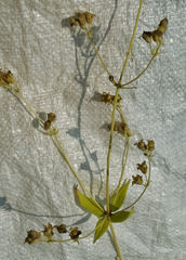 Silene stellata