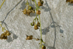 Silene stellata