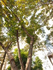 Ficus virens sublanceolata