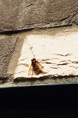 Volucella zonaria