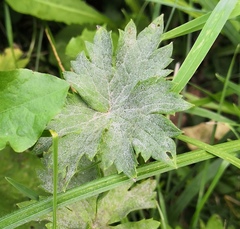 Erysiphe aquilegiae