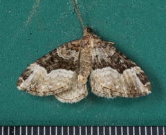 Epirrhoini