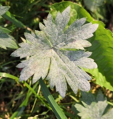 Erysiphe aquilegiae
