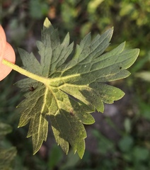 Erysiphe aquilegiae