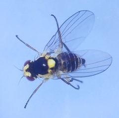 Liriomyza strigata