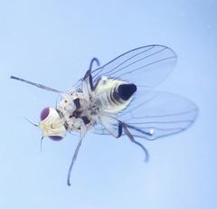 Liriomyza strigata