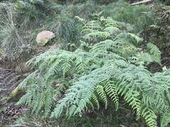 Hypolepis glandulifera