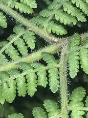 Hypolepis glandulifera
