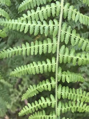 Hypolepis glandulifera