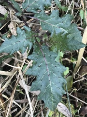 Solanum prinophyllum