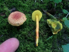 Boletus harrisonii