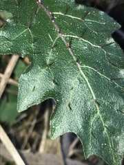 Solanum prinophyllum