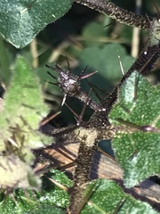 Solanum prinophyllum