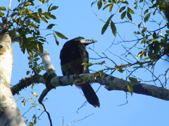 Selenidera maculirostris