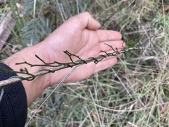 Comesperma volubile