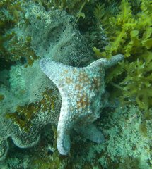 Anthaster valvulatus