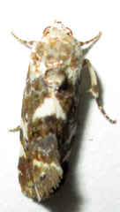 Acontia transfigurata
