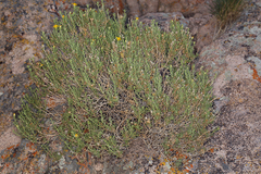 Ericameria watsonii