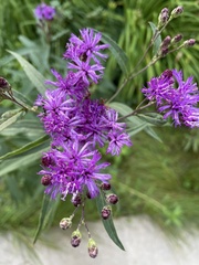 Vernonia