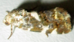 Acontia transfigurata