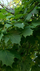 Acer platanoides