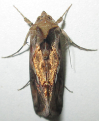 Chrysodeixis acuta